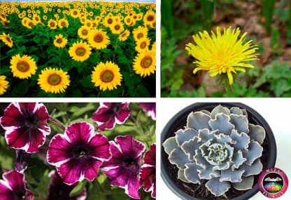 Ejemplos de plantas de sol o luz directa girasol diente de león petunia y suculenta echeverria Neea Flora Ejemplos de plantas de sol o luz directa girasol diente de león petunia y suculenta echeverria Neea Flora